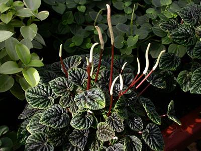 Peperomia coperata